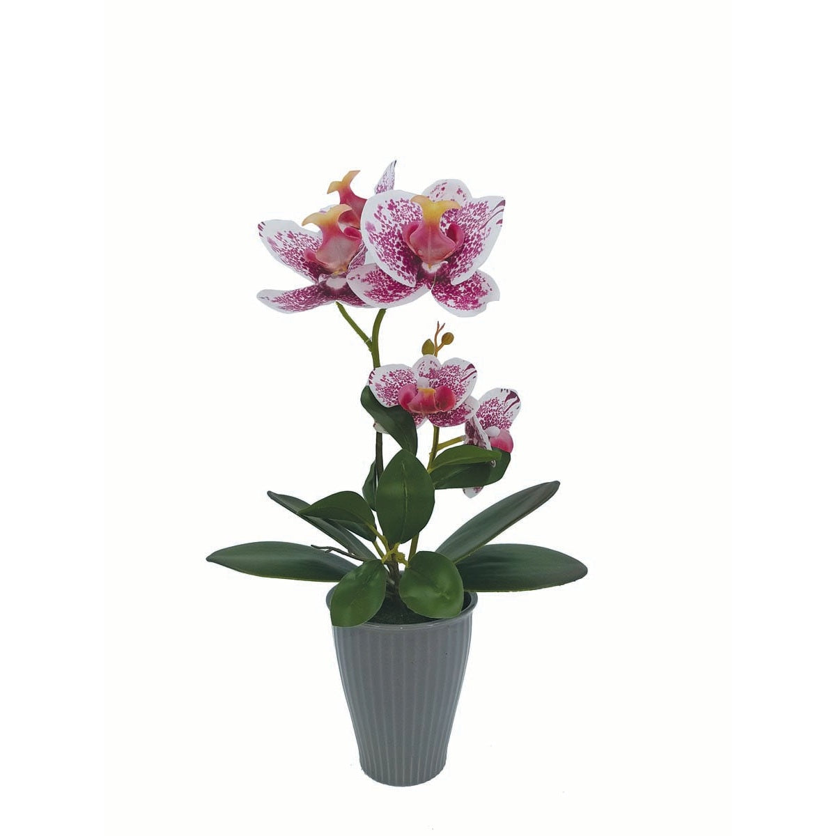 Ορχιδέα Φούξια σε Κασπώ 34εκ