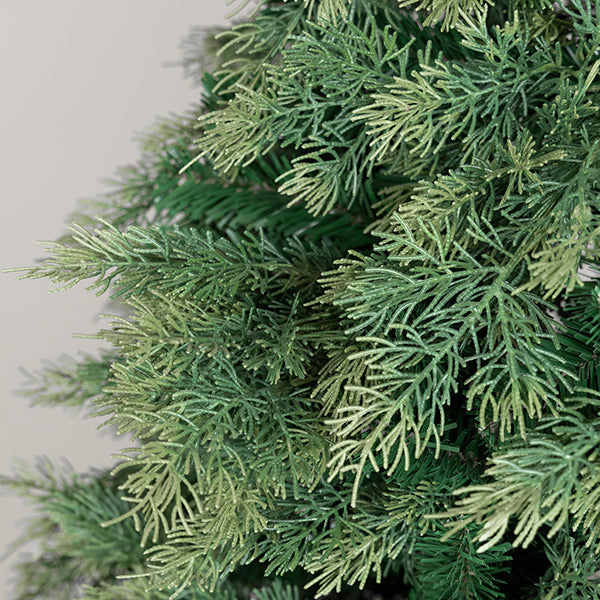 ΔΕΝΤΡΟ ΕΛΑΤΟ ΠΟΡΤΟΓΑΛΙΑ 162x162x225