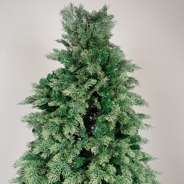 ΔΕΝΤΡΟ ΕΛΑΤΟ ΠΟΡΤΟΓΑΛΙΑ 162x162x225