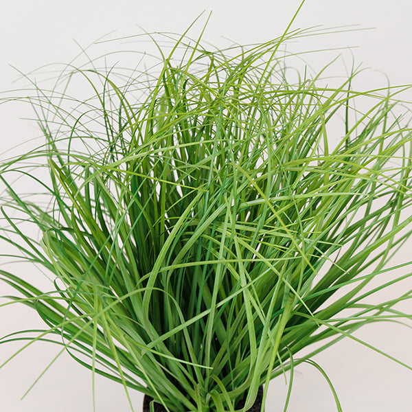 ΦΥΤΟ ΓΡΑΣΙΔΙ ΠΛΑΣΤΙΚΟ 35εκ