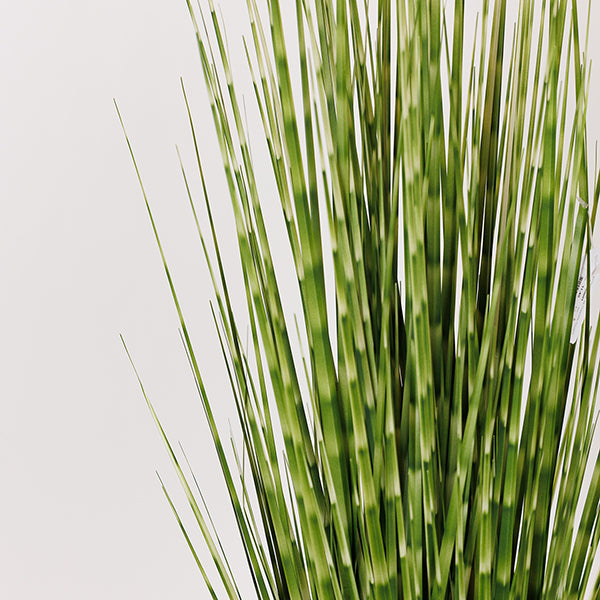 ΦΥΤΟ ΓΡΑΣΙΔΙ ΣΕ ΓΛΑΣΤΡΑ ΠΛΑΣΤΙΚΟ ΠΡΑΣΙΝΟ 92εκ