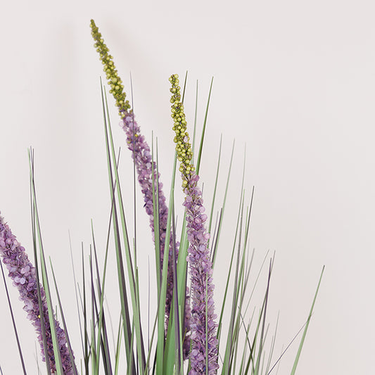 ΦΥΤΟ ΕΡΕΜΟΥΡΟΣ ΣΕ ΓΛΑΣΤΡΑ ΠΛΑΣΤΙΚΟ 80εκ