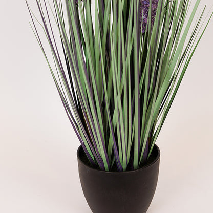 ΦΥΤΟ ΕΡΕΜΟΥΡΟΣ ΣΕ ΓΛΑΣΤΡΑ ΠΛΑΣΤΙΚΟ 80εκ