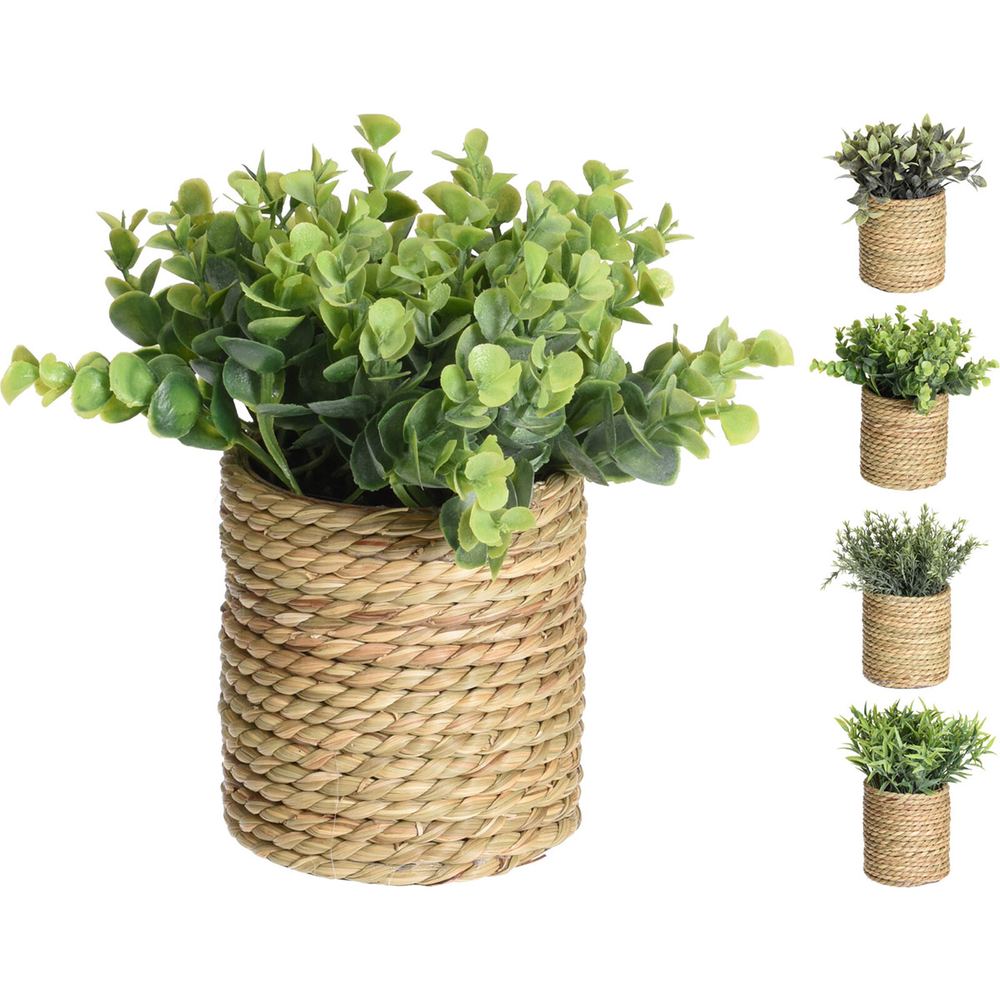 Γλαστράκι σε Κασπώ Φυσικό 11.5εκ 4 Σχδ