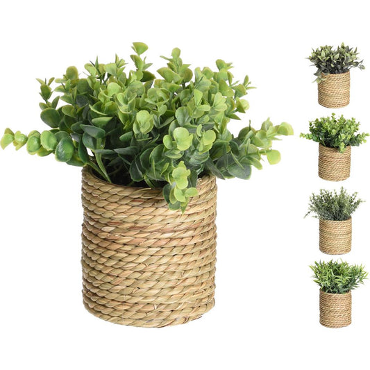 Γλαστράκι σε Κασπώ Φυσικό 11.5εκ 4 Σχδ