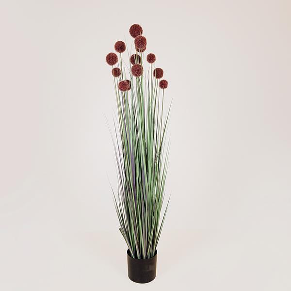 ΦΥΤΟ ΓΡΑΣΙΔΙ ΜΕ ΡΟΖ ΠΟΜΠΟΝ ΣΕ ΓΛΑΣΤΡΑ ΠΛΑΣΤΙΚΟ 122εκ