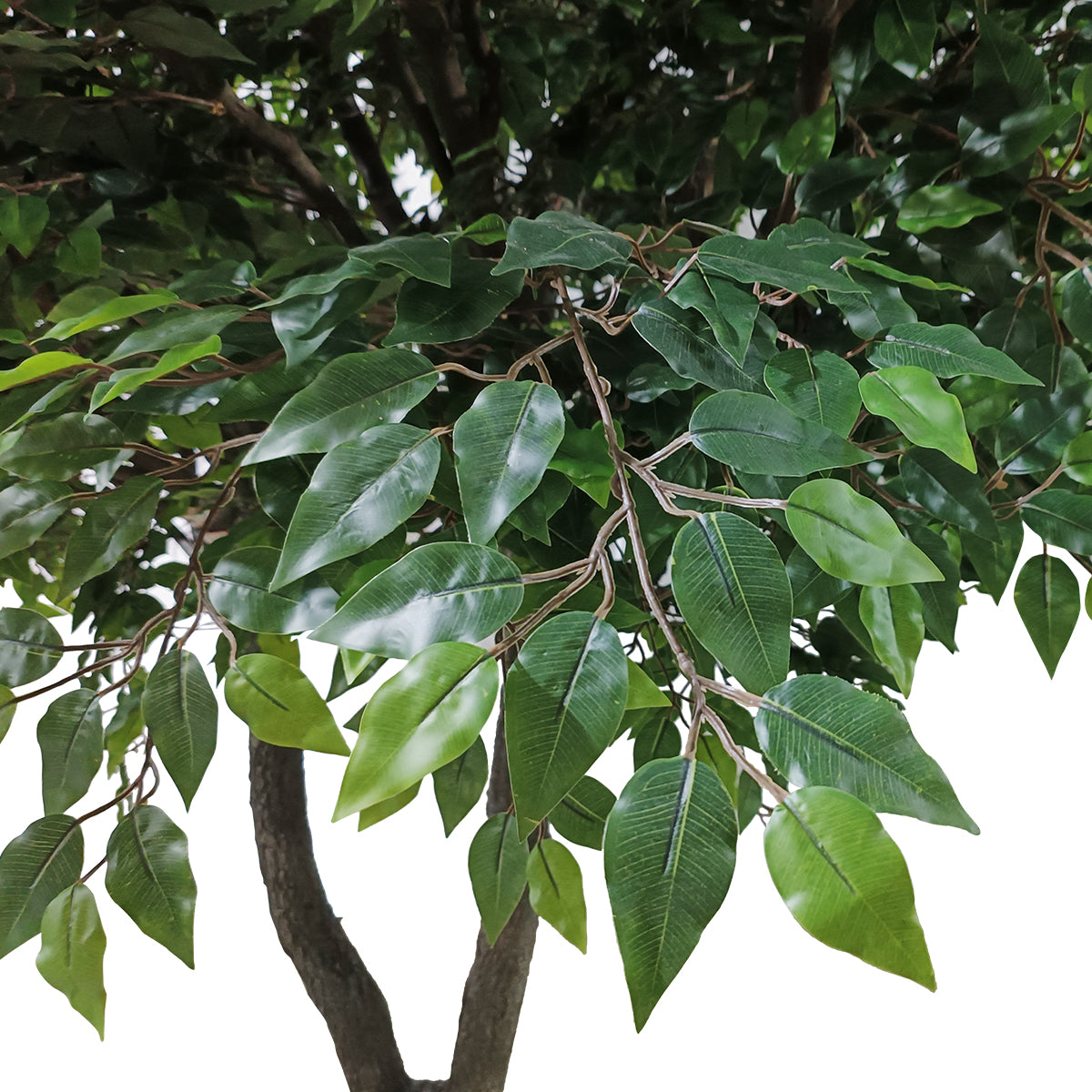BANYAN FICUS TREE 20361 Τεχνητό Διακοσμητικό Δέντρο Ινδική Συκιά Φίκος Υ300cm
