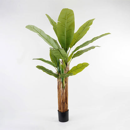 Διακοσμητικό Φυτό σε Γλάστρα Banana Tree Πράσινο Φ53x190