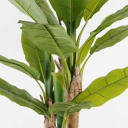 Διακοσμητικό Φυτό σε Γλάστρα Banana Tree Πράσινο Φ53x190