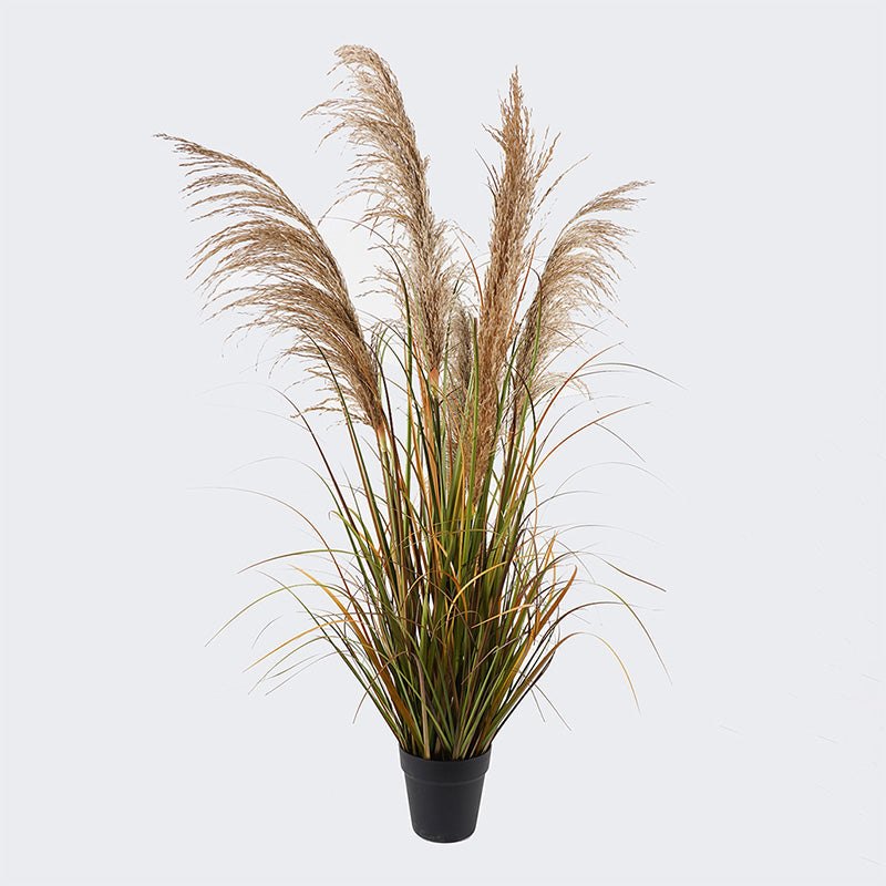 Διακοσμητικό Φυτό σε Γλάστρα Bulrush Φ65x120