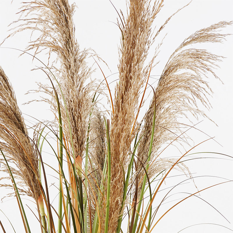Διακοσμητικό Φυτό σε Γλάστρα Bulrush Φ65x120