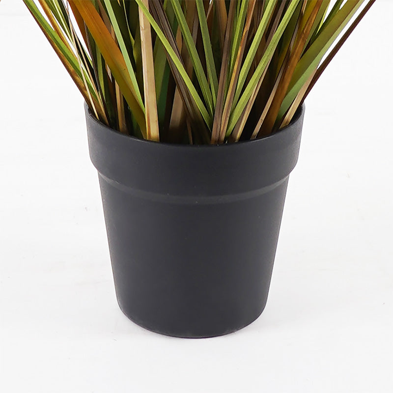 Διακοσμητικό Φυτό σε Γλάστρα Bulrush Φ65x120