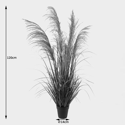 Διακοσμητικό Φυτό σε Γλάστρα Bulrush Φ65x120