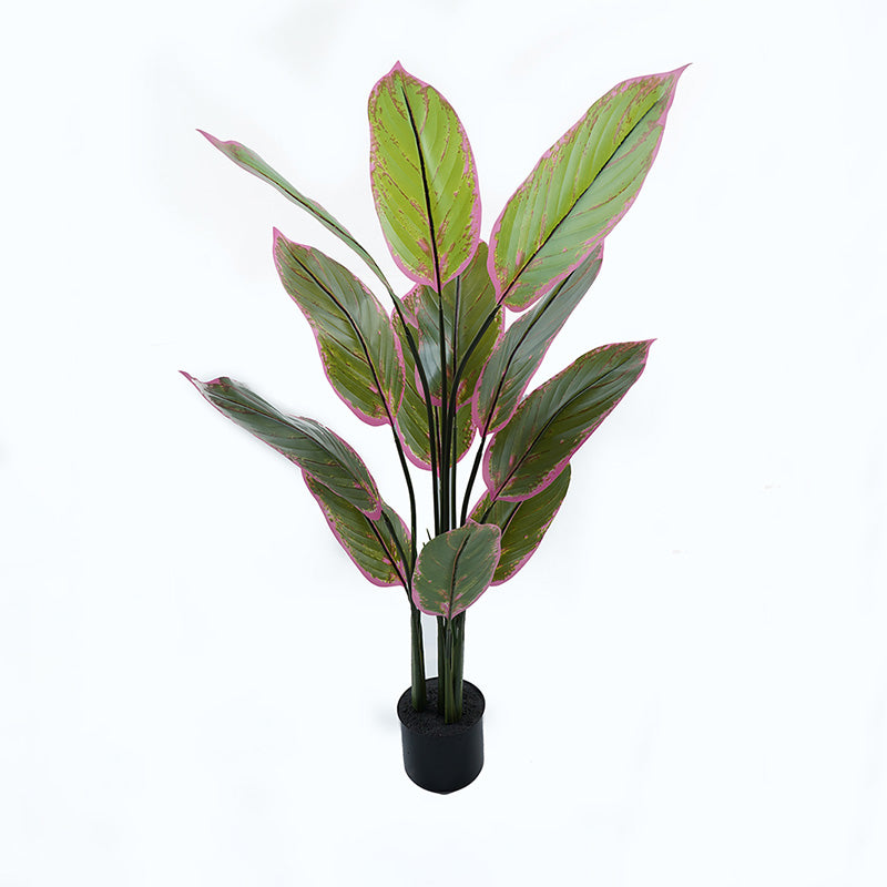 Διακοσμητικό Φυτό σε Γλάστρα Calathea Πράσινο Φ68x120