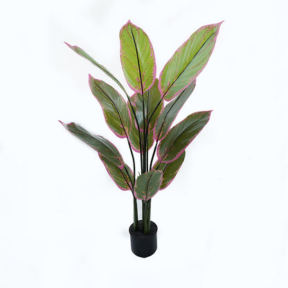Διακοσμητικό Φυτό σε Γλάστρα Calathea Πράσινο Φ68x120