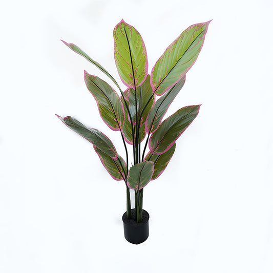 Διακοσμητικό Φυτό σε Γλάστρα Calathea Πράσινο Φ68x120