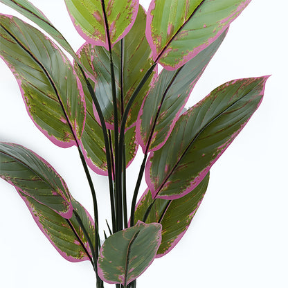 Διακοσμητικό Φυτό σε Γλάστρα Calathea Πράσινο Φ68x120