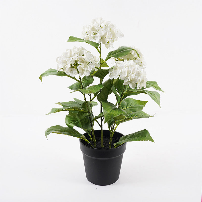 Διακοσμητικό Φυτό σε Γλάστρα Hydrangea Λευκό Φ35x50