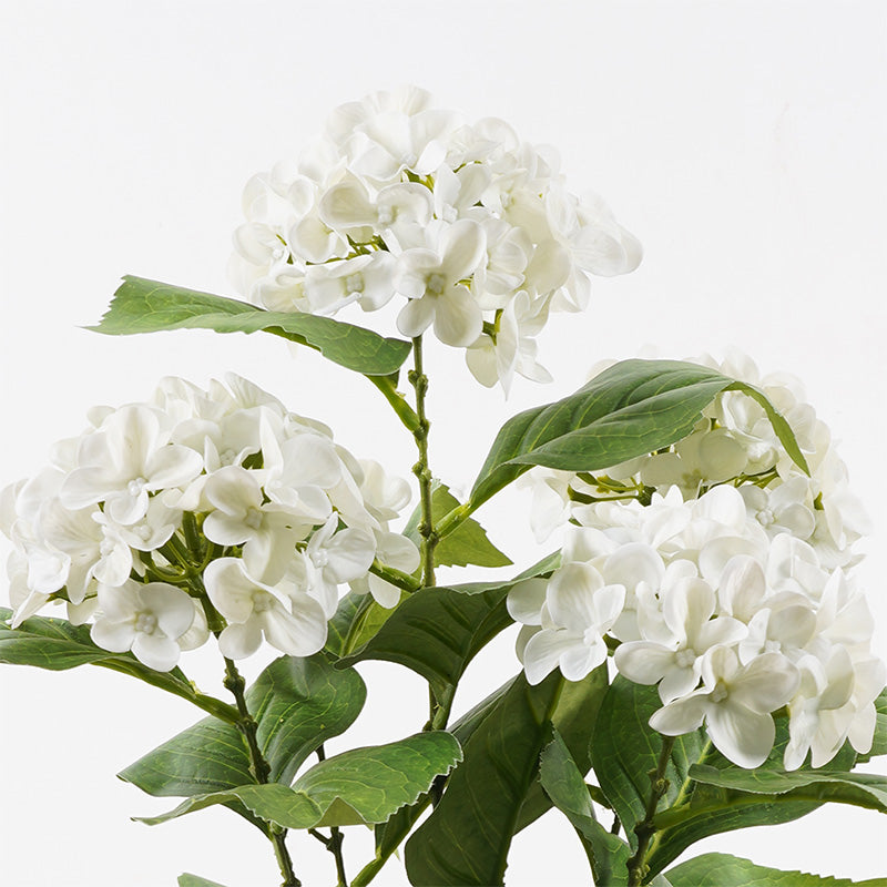 Διακοσμητικό Φυτό σε Γλάστρα Hydrangea Λευκό Φ35x50