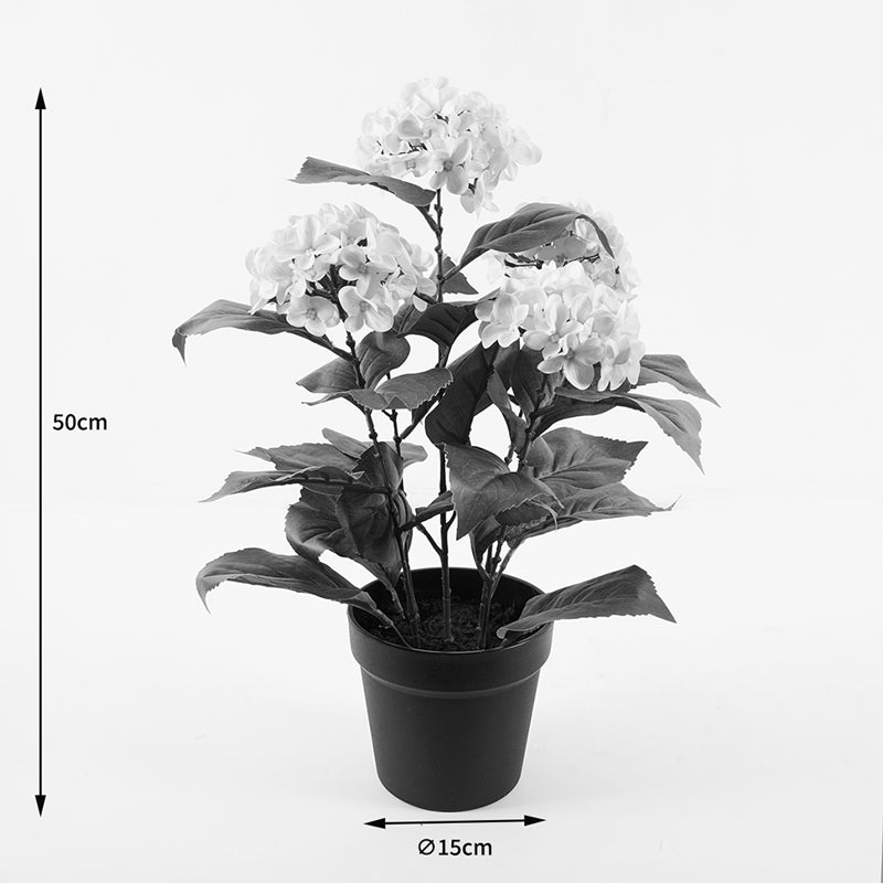 Διακοσμητικό Φυτό σε Γλάστρα Hydrangea Λευκό Φ35x50