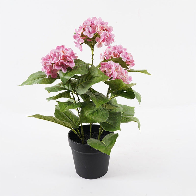Διακοσμητικό Φυτό σε Γλάστρα Hydrangea Ροζ Φ35x50