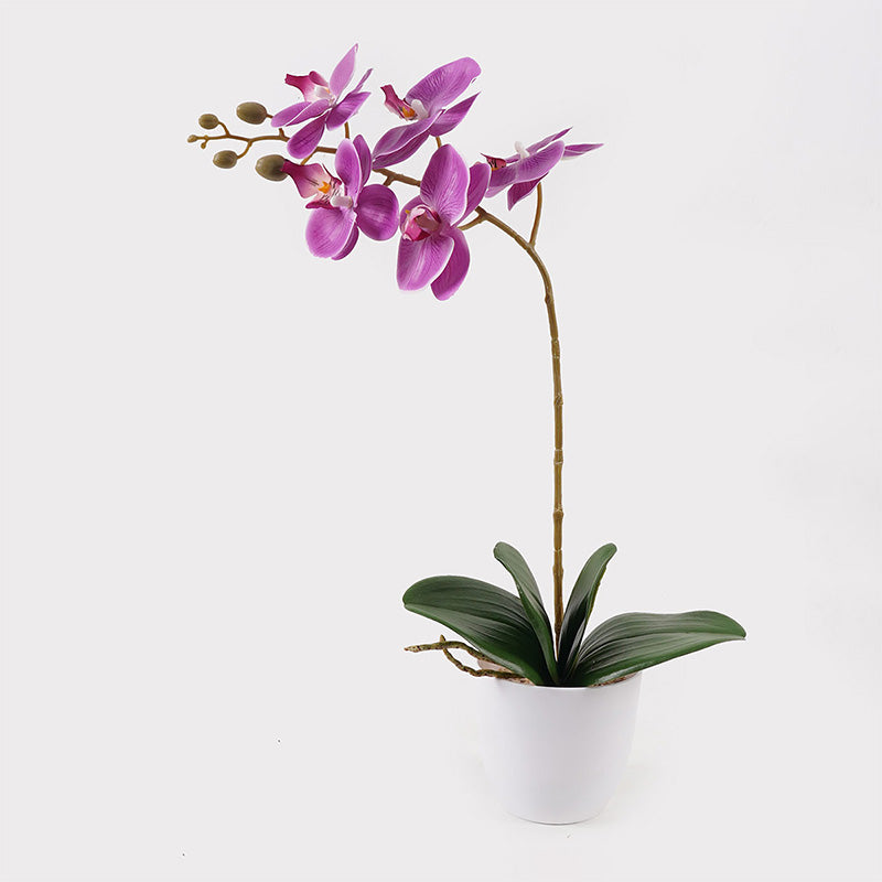 Διακοσμητικό Φυτό σε Γλάστρα Οrchid Beauty 30x13x46