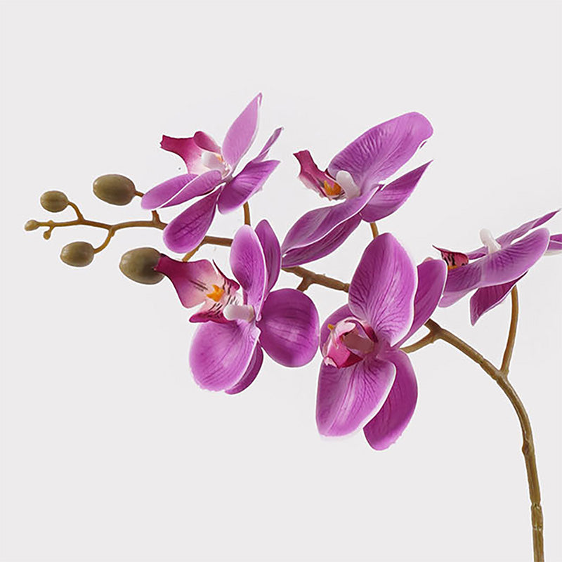 Διακοσμητικό Φυτό σε Γλάστρα Οrchid Beauty 30x13x46