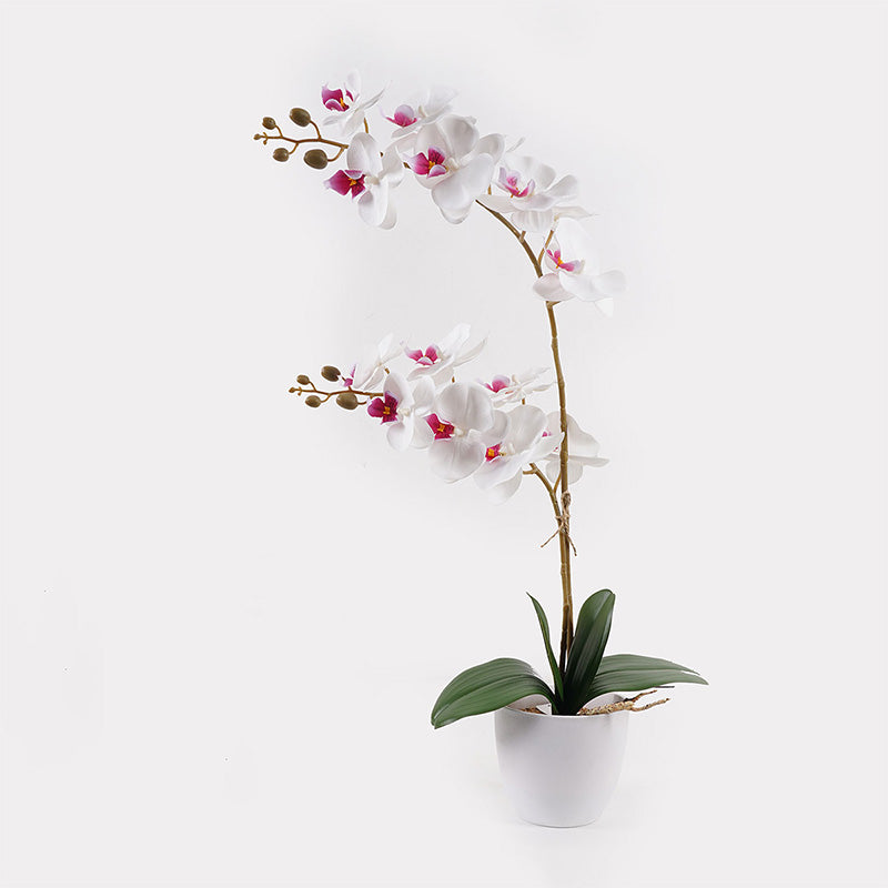 Διακοσμητικό Φυτό σε Γλάστρα Οrchid White 36x17x65