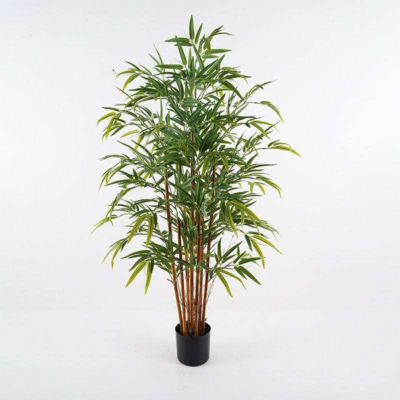 Διακοσμητικό Φυτό σε Γλάστρα Rhapis Palm Πράσινο Φ60x120