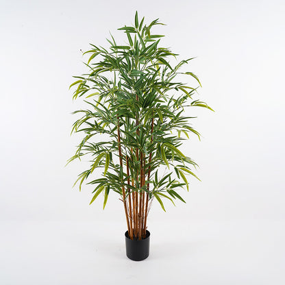 Διακοσμητικό Φυτό σε Γλάστρα Rhapis Palm Πράσινο Φ60x120