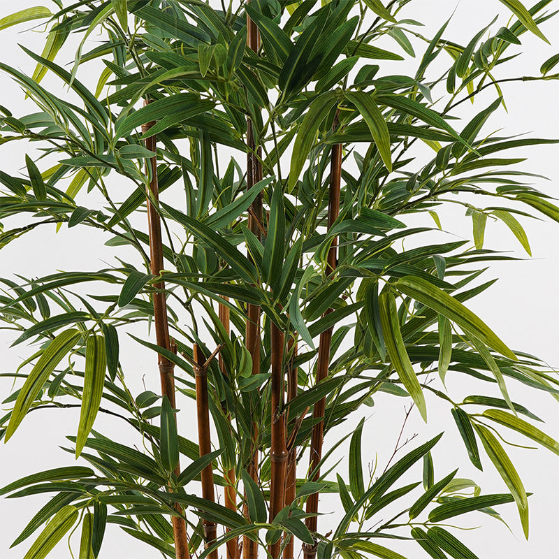 Διακοσμητικό Φυτό σε Γλάστρα Rhapis Palm Πράσινο Φ60x120