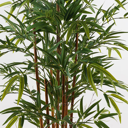 Διακοσμητικό Φυτό σε Γλάστρα Rhapis Palm Πράσινο Φ60x120