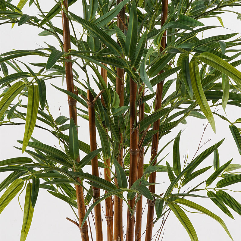 Διακοσμητικό Φυτό σε Γλάστρα Rhapis Palm Πράσινο Φ80x180