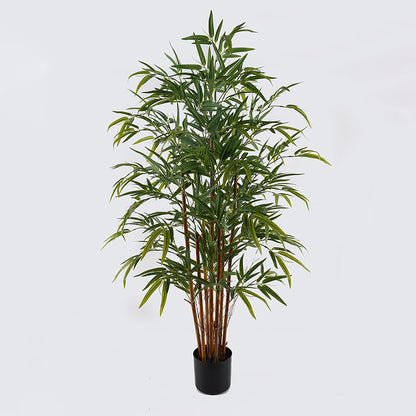 Διακοσμητικό Φυτό σε Γλάστρα Rhapis Palm Πράσινο Φ80x180