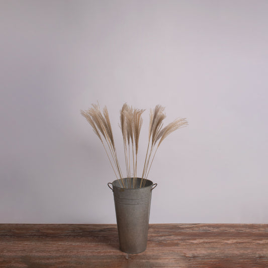 MISCANTHUS 36537 Αποξηραμένο Διακοσμητικό Μπουκέτο Μίσχανθος - Μπεζ - Μ20 x Π20 x Υ100 - Πακέτο 20 Τεμαχίων