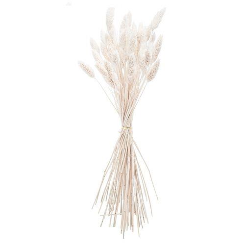 Μπουκέτο Phalaris Φυσική 60εκ 50 Τμχ