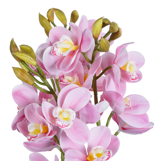 PALE PINK CHERRY CYMBIDIUM 21403 Διακοσμητικό Φυτό Ροζ Κυμβίδιο Υ60cm