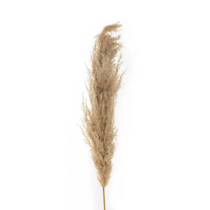 PAMPAS GRASS 21217 Αποξηραμένο Διακοσμητικό Γρασίδι Πάμπας Μ10 x Π10 x Υ150