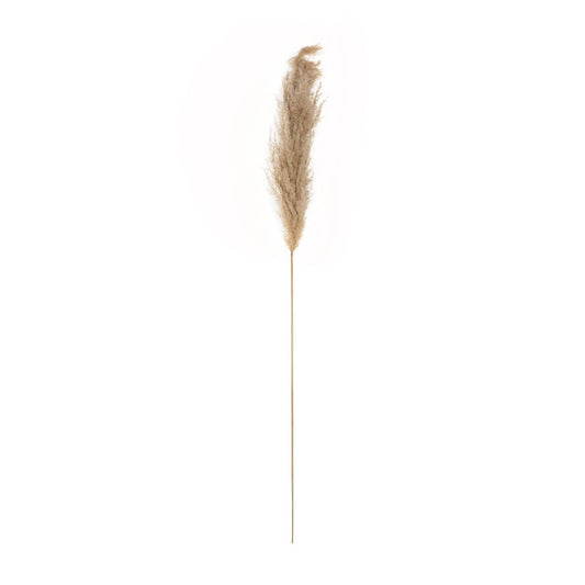 PAMPAS GRASS 21217 Αποξηραμένο Διακοσμητικό Γρασίδι Πάμπας Μ10 x Π10 x Υ150