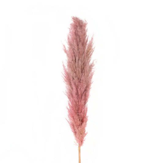 PAMPAS GRASS 21218 Αποξηραμένο Διακοσμητικό Γρασίδι Πάμπας Μ10 x Π10 x Υ150