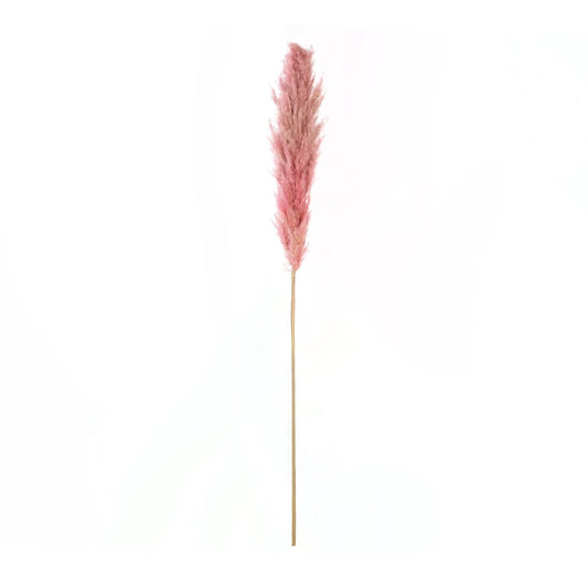 PAMPAS GRASS 21218 Αποξηραμένο Διακοσμητικό Γρασίδι Πάμπας Μ10 x Π10 x Υ150