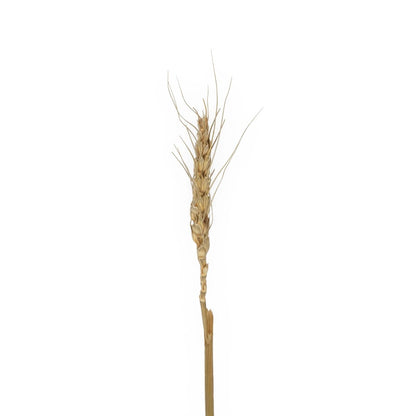 REAL DRIED WHEAT GRASS 21488 Τεχνητό Διακοσμητικό Κλαδί Σιταριού Y30cm