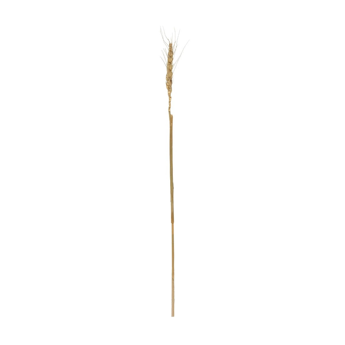 REAL DRIED WHEAT GRASS 21488 Τεχνητό Διακοσμητικό Κλαδί Σιταριού Y30cm