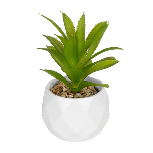 SUCCULENT ALOE POTTED PLANT 20984 Διακοσμητικό Φυτό Αλόη Φ9 x Υ12cm