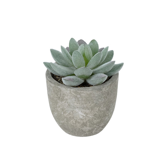 SUCCULENT SEDEVERIA POTTED PLANT 21016 Διακοσμητικό Φυτό Σεδεβέρια Φ7 x Υ8cm