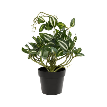 ZEBRINA PLANT 20960 Διακοσμητικό Φυτό Ζεμπρίνα Φ45 x Υ22cm