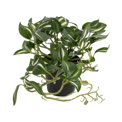 ZEBRINA PLANT 20960 Διακοσμητικό Φυτό Ζεμπρίνα Φ45 x Υ22cm
