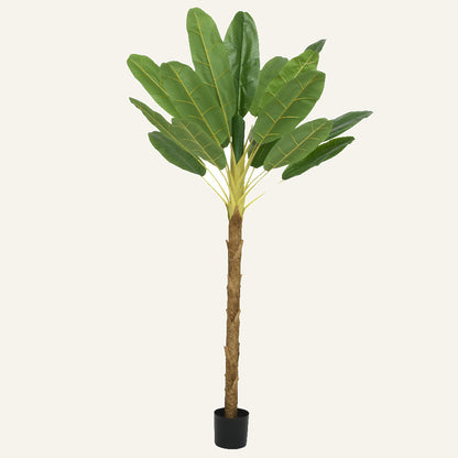 Φυτό Μπανάνας σε Γλάστρα 280εκ