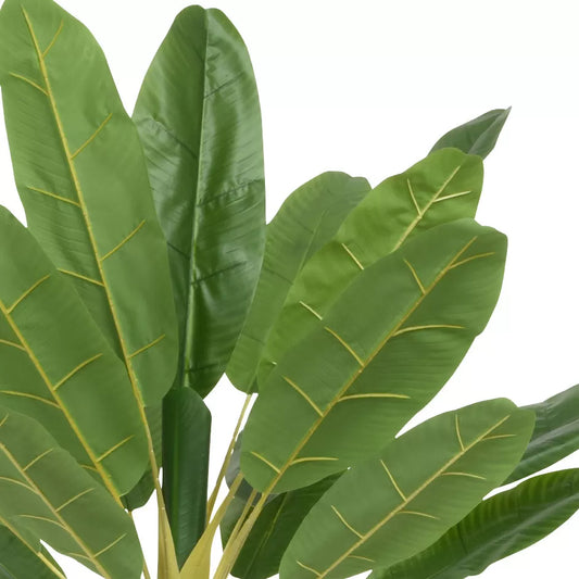 Φυτό Μπανάνας σε Γλάστρα 280εκ