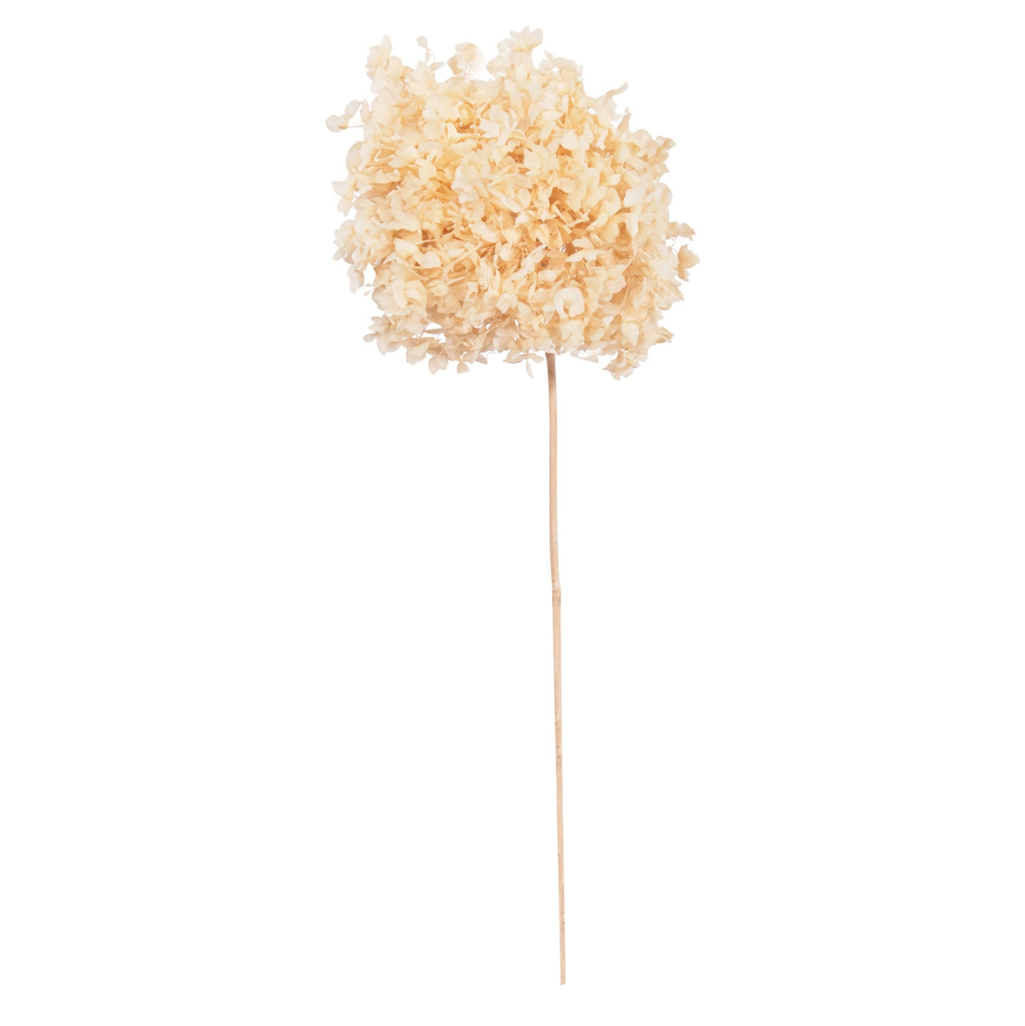 DECORATIVE DRIED HYDRANGEA FLOWER ECRU 55cm